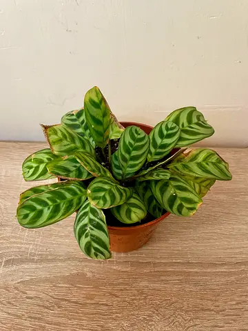 Calathea - Small
