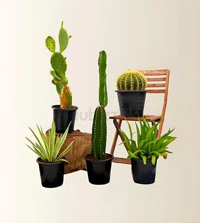Cactus Plants Bundle (Agave Attenuata 40-50cm, Golden Barrel Cactus 40-50cm, Pachycereus Gaumeri 40-