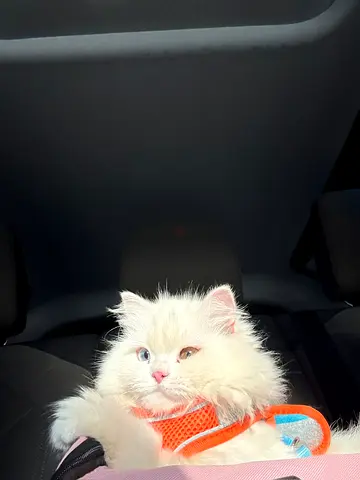 Cats