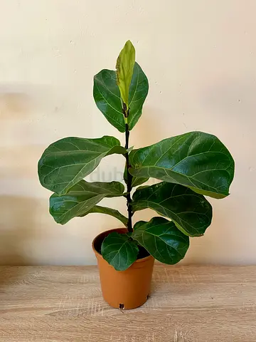 Fiddle leaf