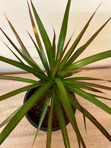 Madagascar dragon tree - small