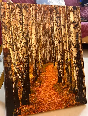 Framed Autumn Birch Forest Wall Art Canvas