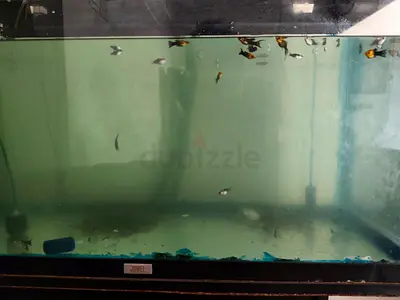 Juwel Glass Aquarium Tank with Fish