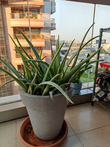 Aloe Vera