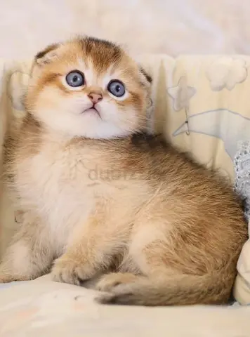 Scottish fold