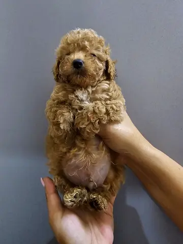 Toy poodle