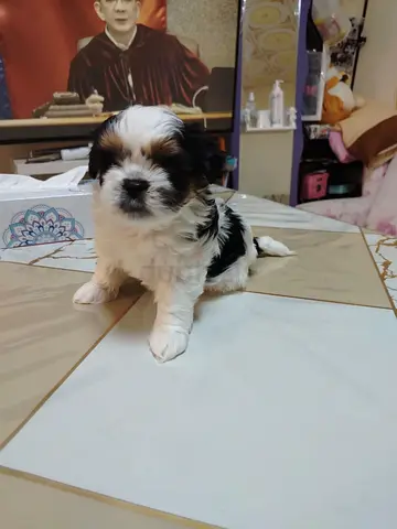 Young Shih Tzu puppy — 6 weeks old, healthy and playful