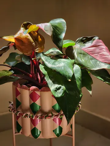 Indoor plant Pink Princess Philodendron in decorative stand