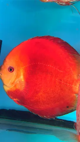 Professional Aquarium Cleaning & Maintenance in Dubai