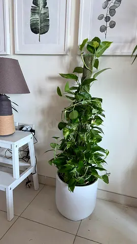 Large Air-Purifying Money Plant 🌿 | 100+cm Tall | Luxury Branded Pot