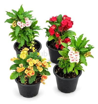 Viva Verda Crown of Thorns Flowering Plants – Set of 4 | 25 cm Height | Outdoor Plants UAE