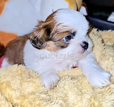 Gorgeous Shih-tzu Puppies for adoption teacup size pure breed mini dog puppy FEMALE
