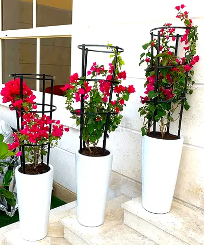 Set of 3 Tall White Planters with Black Trellis