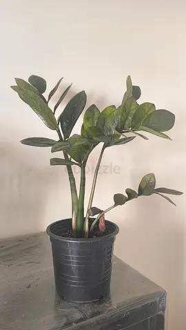 Healthy Raven ZZ Plant