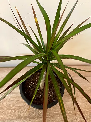 Dragon tree