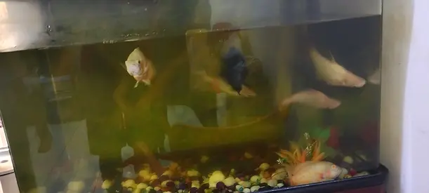 aquarium with fish for sale