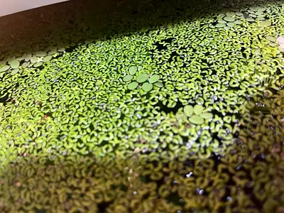 Live aquatic plants (duckweed and water lettuce) for pond/aquarium