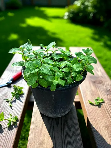 Mint Plant