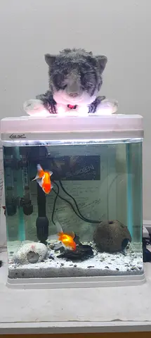 Small Desktop Fish Tank for 2 Oranda Goldfish – Aquarium Sand, 3 Hiding Decorations, Oxygen Pump