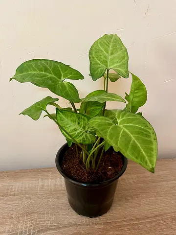 Syngonium- Arrowhead