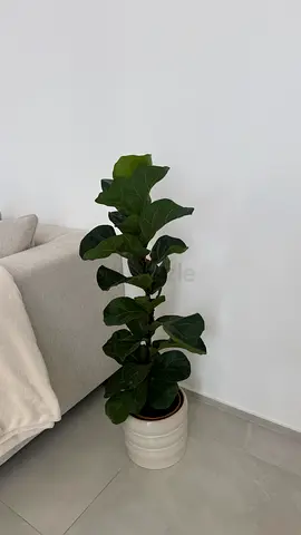 Fiddle Leaf Fig (Ficus lyrata) in white ceramic pot - healthy indoor plant