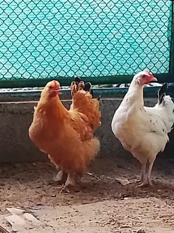 Hen with Free Coop