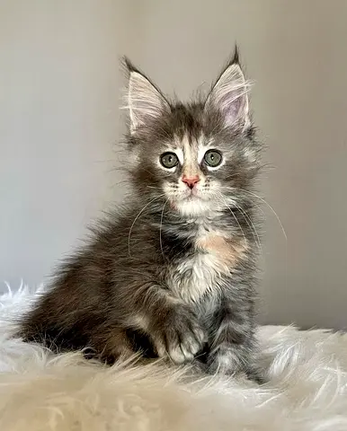 Adorable maincoon looking for new home