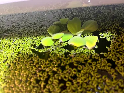 Live aquatic plants (duckweed and water lettuce) for pond/aquarium