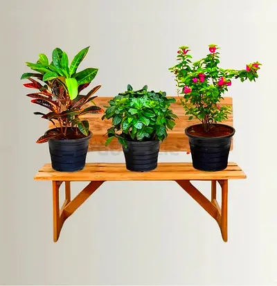 Balcony Plant Bundle (Pink Pixie | Croton | Gardenia)