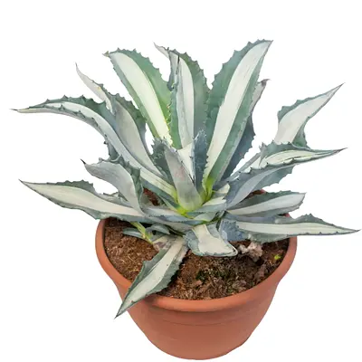 Agave Americana Marginata (Sentry Plant/Century Plant/American Aloe/Maguey)