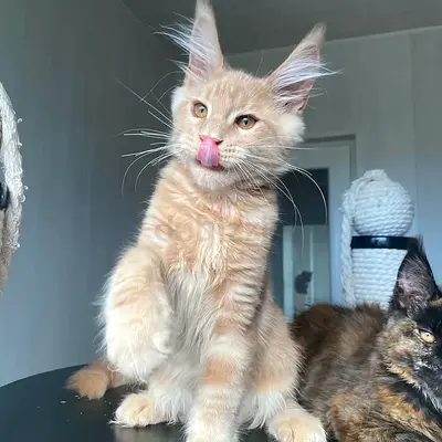 Maincoon for adoption