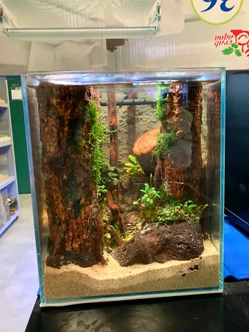 Glass terrarium with plants and sand substrate - ready setup