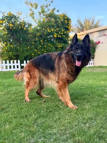 German shepherd Top of the line quality (FEMALE)