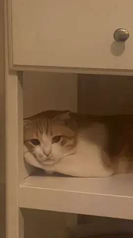 lovely orange and white cat for free adoption