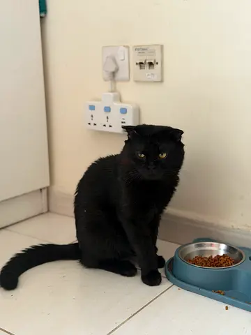 Bunty is looking for his forever home