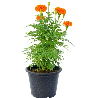 Potted Marigold Plant (Tagetes) - Healthy Orange Blooms