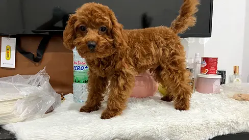 Tiny Red Toy Poodle Puppy, playful and friendly is looking for a loving home