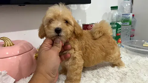 Cute small apricot Maltipoo puppy, friendly and playful, ready for a loving home