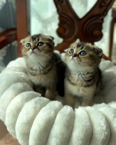 Baby kittens looking for their new home