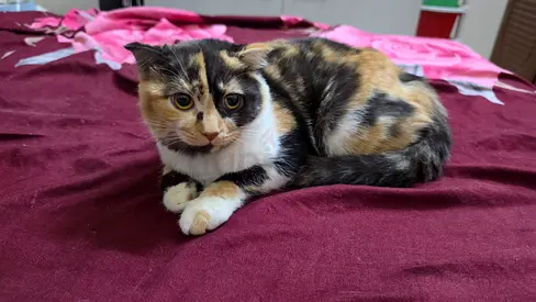 Young 5-month-old Calico British Female Cat looking for a new home (Mother British fold)