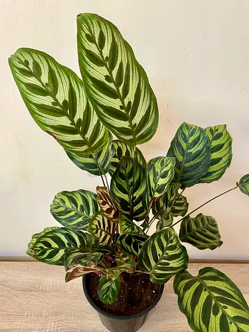 Calathea prayer plant