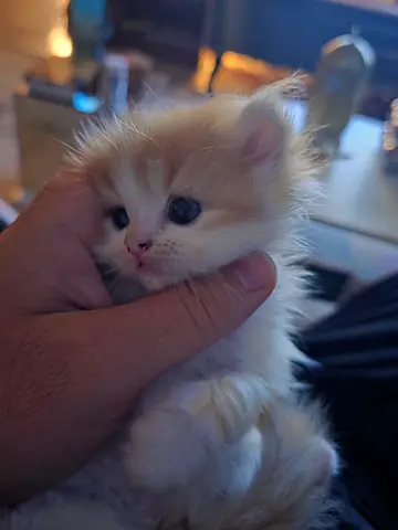 Fluffy 4 Persian Chánchilla kitten ready for adoption