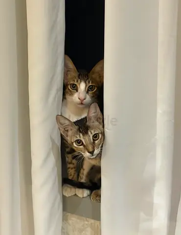 Two young tabby kittens looking for a loving home (friendly indoor cats)