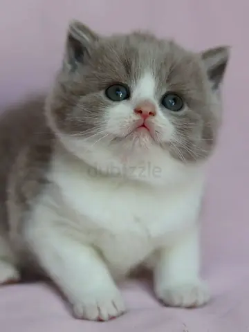Cute British shorthair for adoption