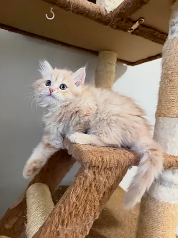 Siberian cat for adoption