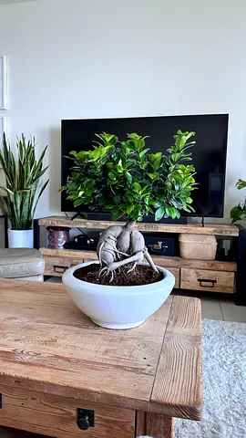8-Year-Old Japanese Bonsai Tree With Pot 🇯🇵 | Premium Mature Bonsai | Luxury Pot