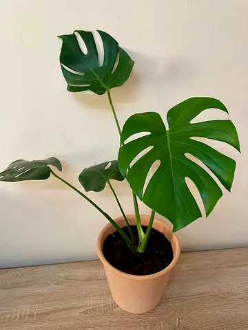 Monstera Deliciosa with pot