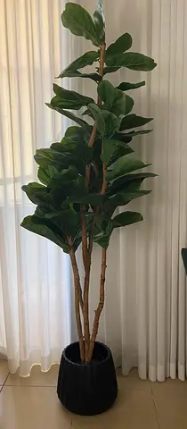 Tall Fiddle Leaf Fig (Artificial) with Black Planter - Excellent Condition 180cm