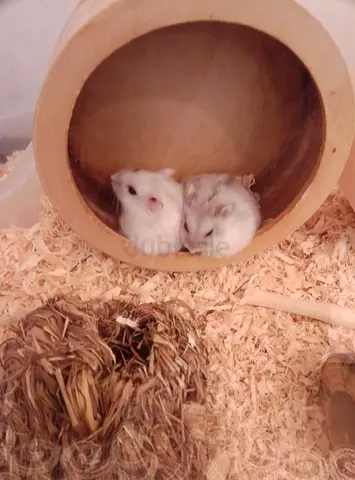Pick one dwarf hamster for free, looking for new home (comes with wheel).