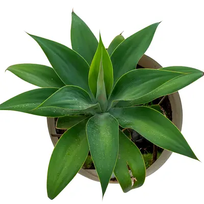Agave Attenuata (Foxtail/ Lion’s Tail/Swan’s Neck Agave)
